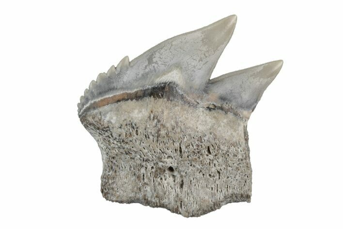 Partial, Fossil Cow Shark (Notorhynchus) Tooth - Aurora, NC #184550